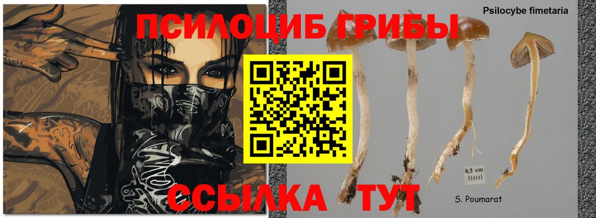 Галлюциногенные грибы MAGIC MUSHROOMS Дмитров